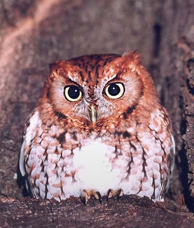 screech Owl by Bill Waller.