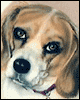 Pet portrait, beagle airbrush painting on shirt