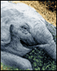 elephant mural painting on rock