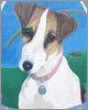 Pet portrait, jack russel terrier. Oil paint on wood.