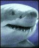 great white shark airbrush painting on vinyl